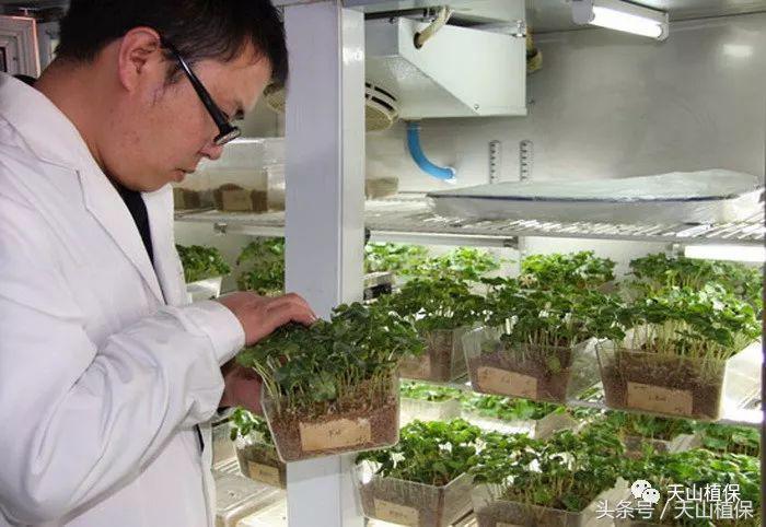 棉花原种场最新天气预报