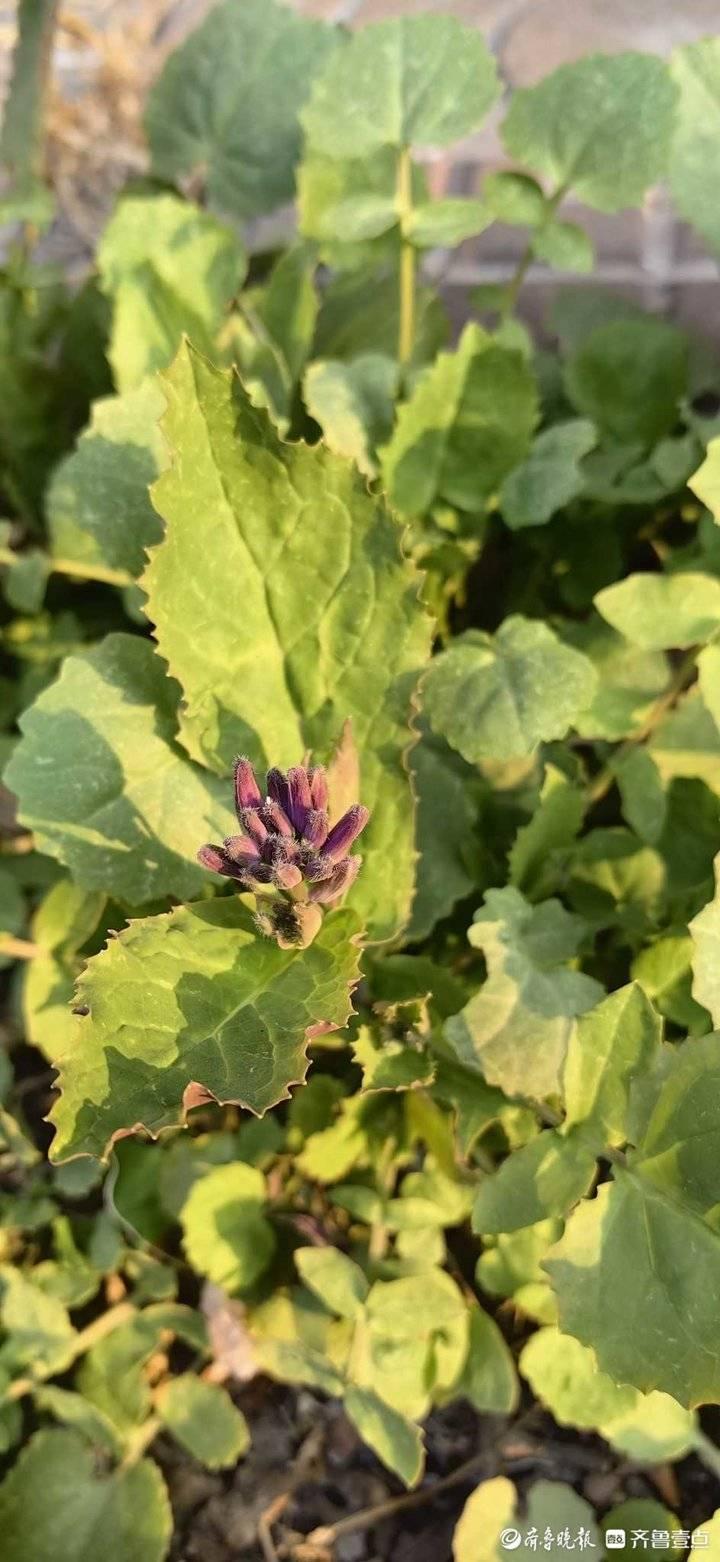 新时代娱乐风潮,青青青娱乐引领新风尚