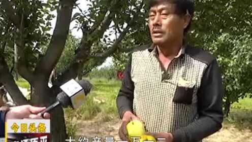 农民频道帮大哥最新动态,新时代乡村变革与媒体力量助推发展