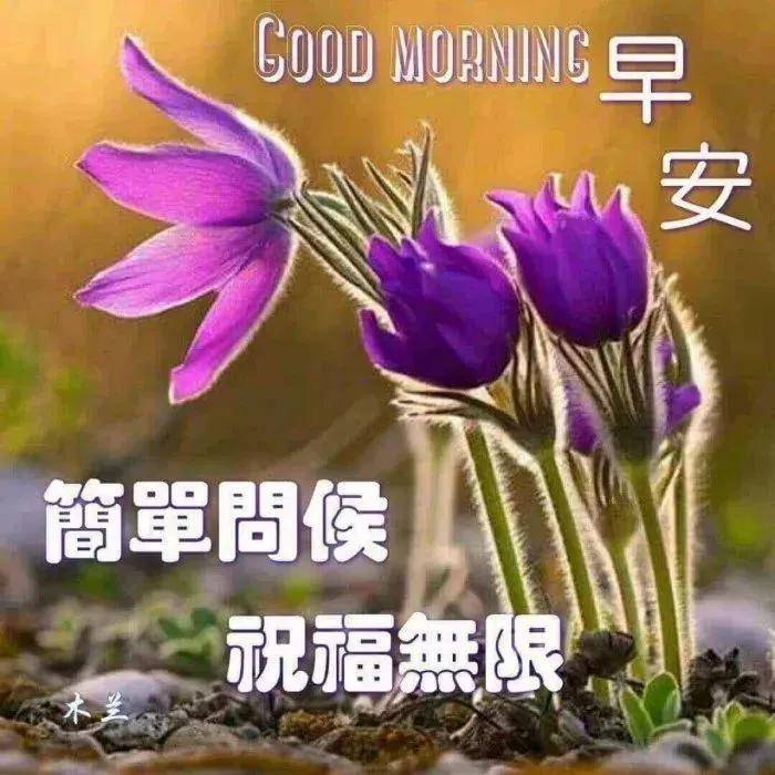 早上好!温馨问候图片,迎接美好的一天开始