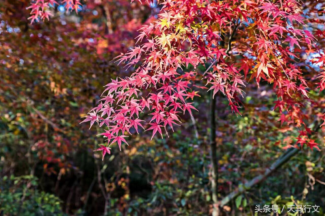 国家植物园北园最新动态及探索揭秘