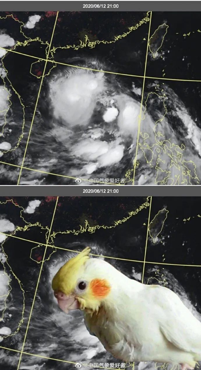 台风网鹦鹉最新动态全面解析