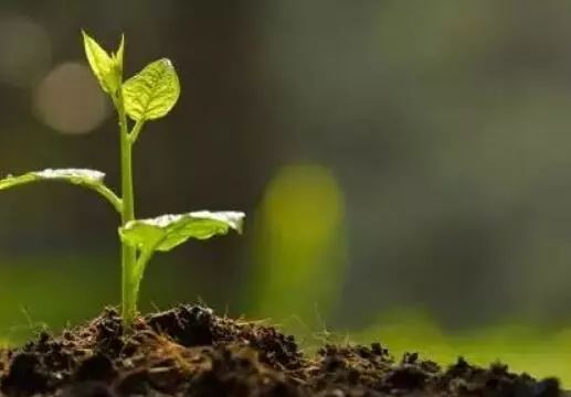 莱苗生物最新动态,引领生物科技新篇章