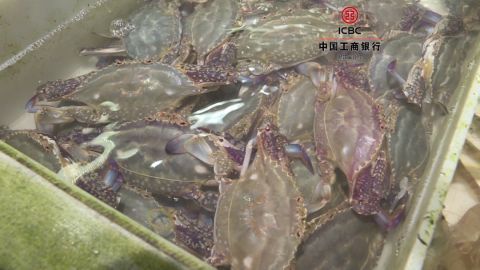 梭子蟹最新报价及市场分析,聚焦2019年趋势