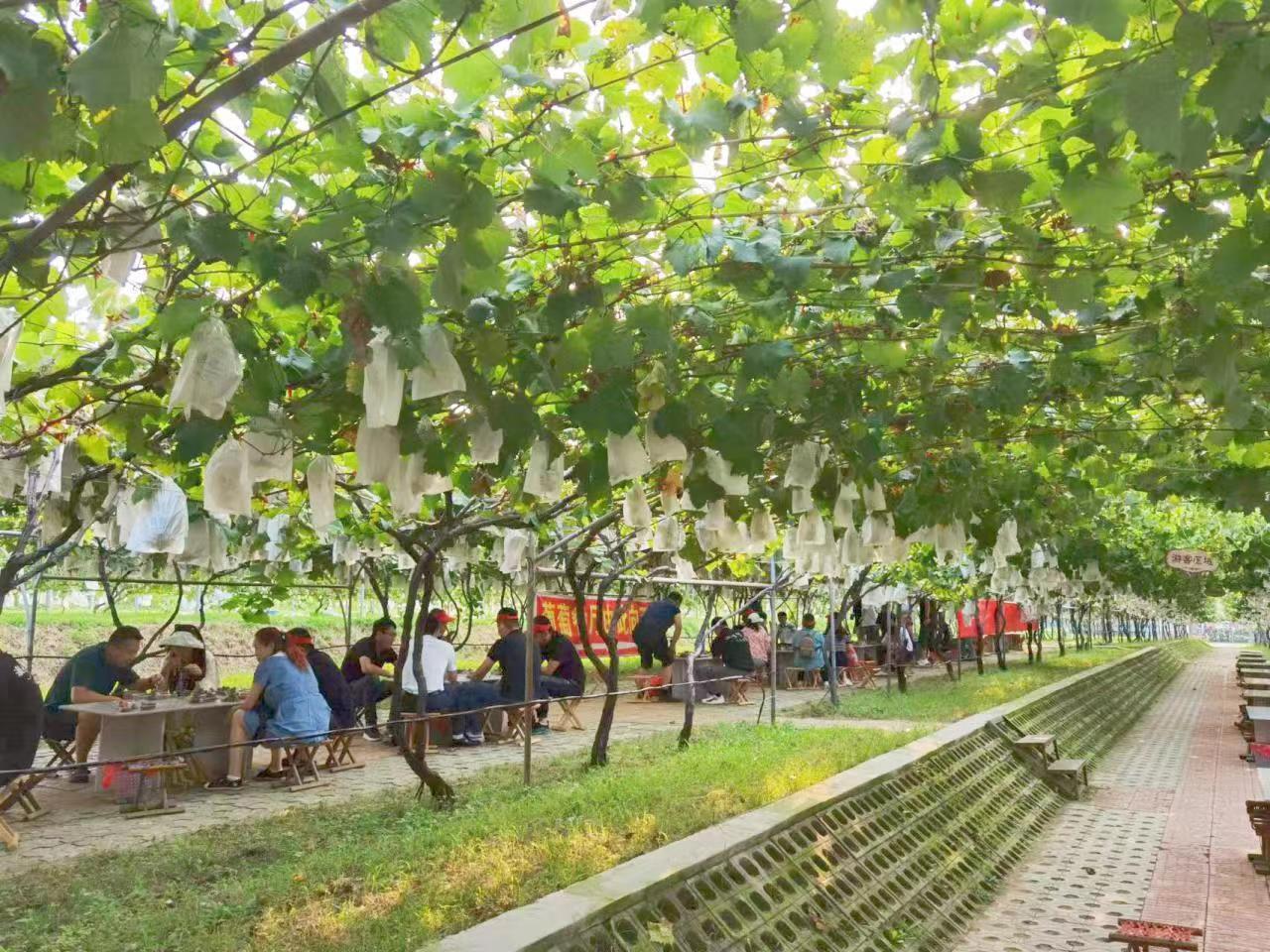 吐鲁番市疫情防控新措施及成效概览