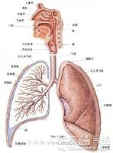 间质性肺炎最新药物研究突破与进展概述